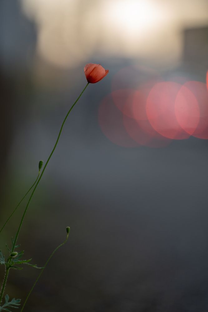 Photograph by Дмитрий Жуков