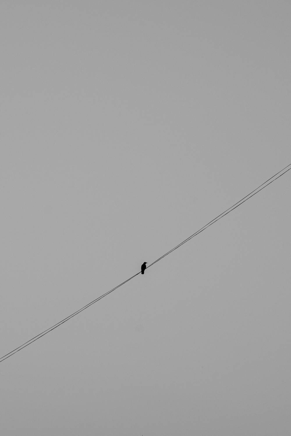 Photo #13664655