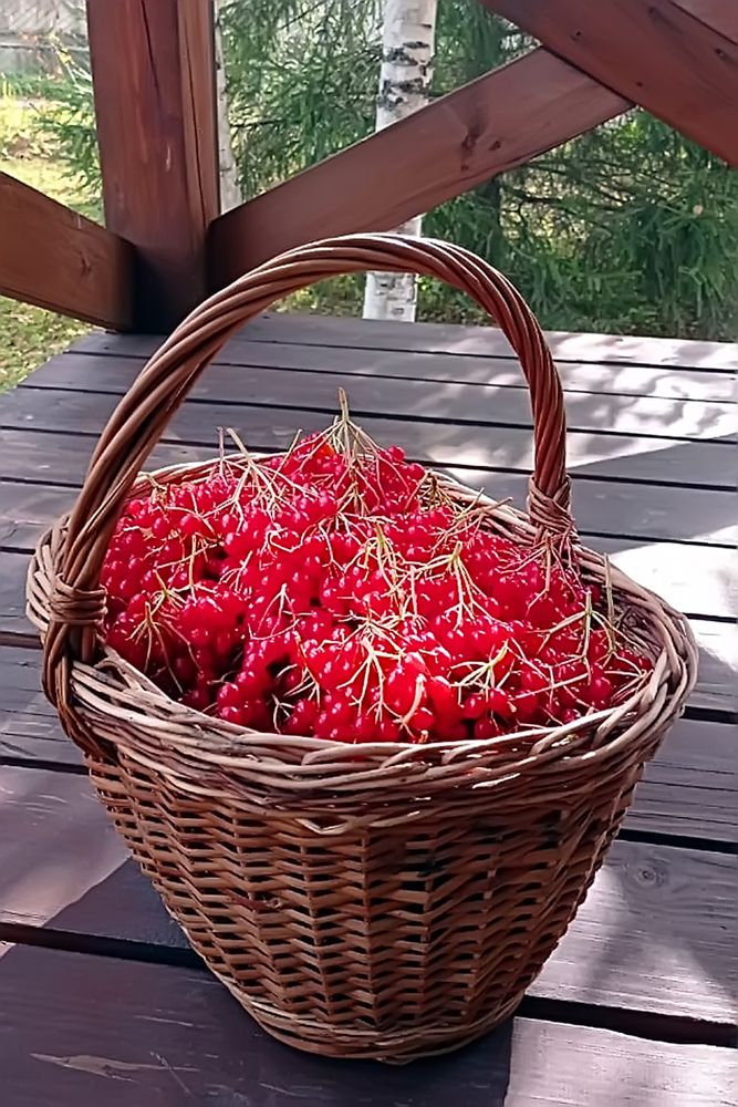 Калина красная.