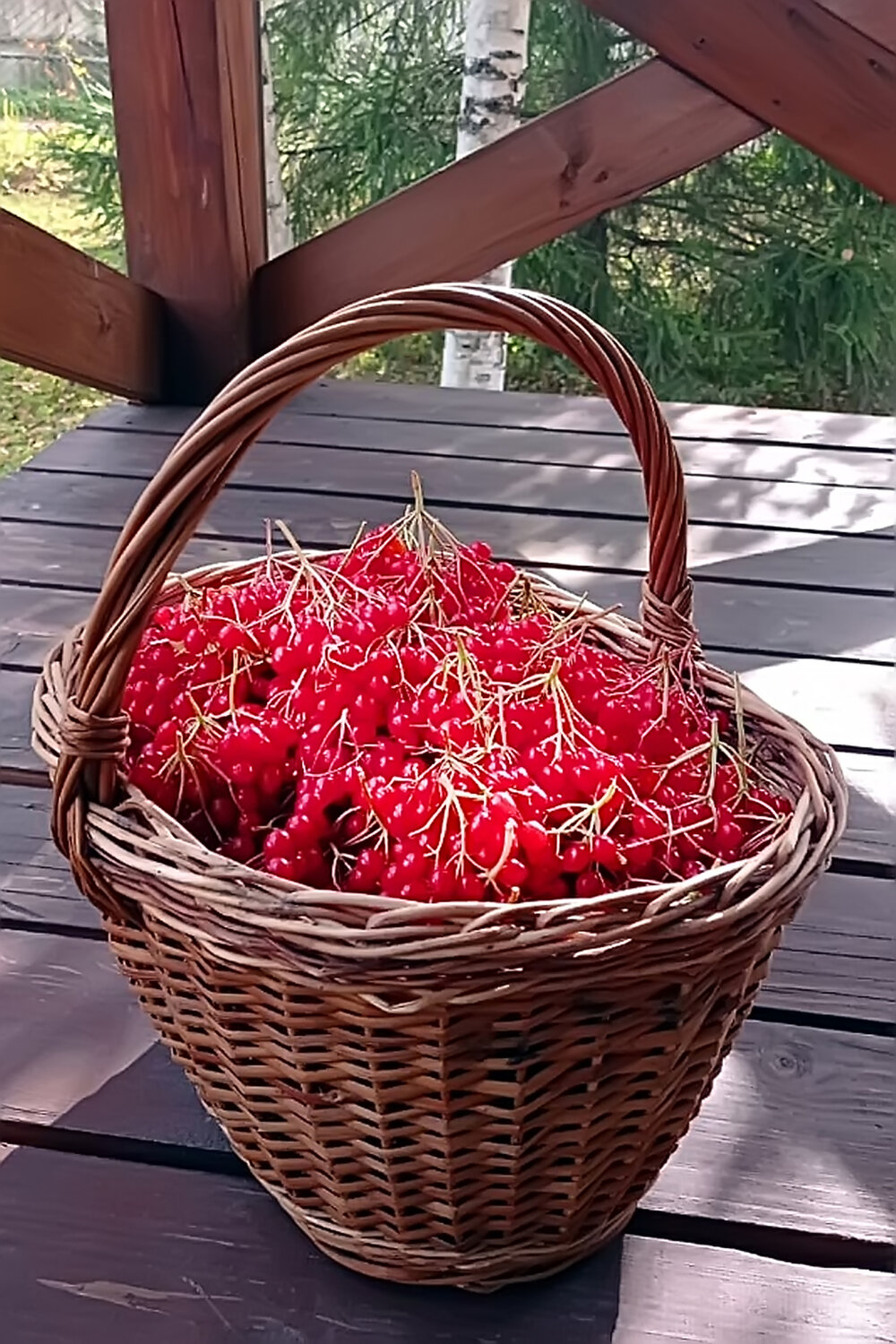 Калина красная.