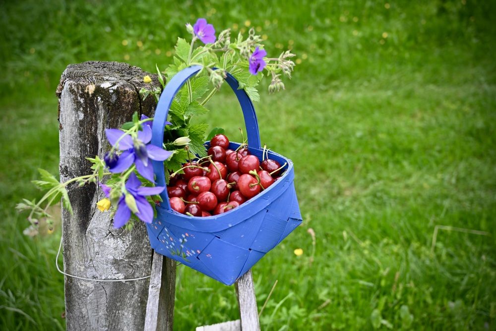 Cherries
