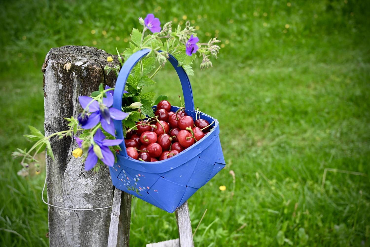 Cherries
