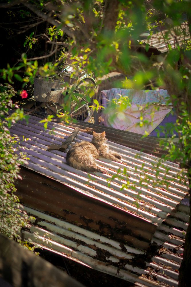 Gato del Vecino
