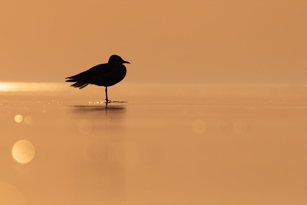 Photograph by Ruslan Pl