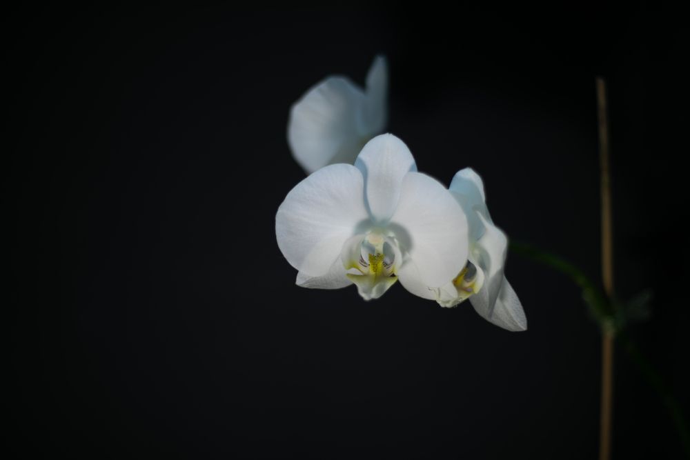 Photograph by Евгения Буйских