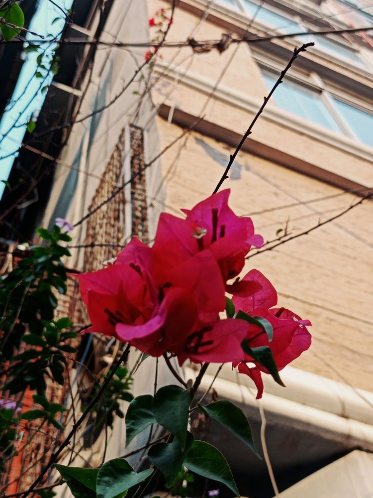 Soft Petals against the Hard Concrete
