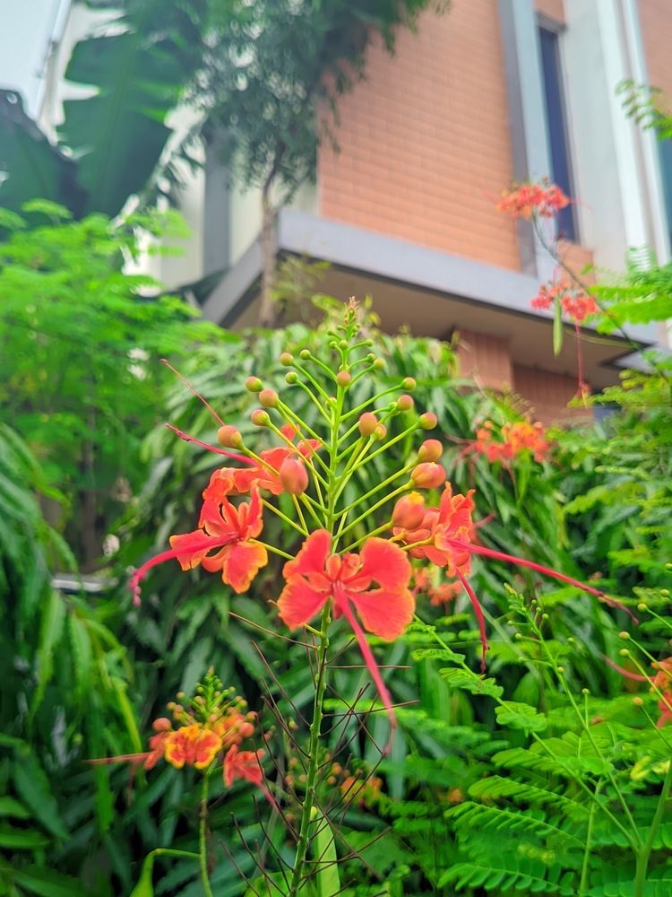 Peacock Flower