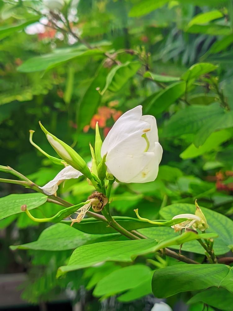 White Bauhinia