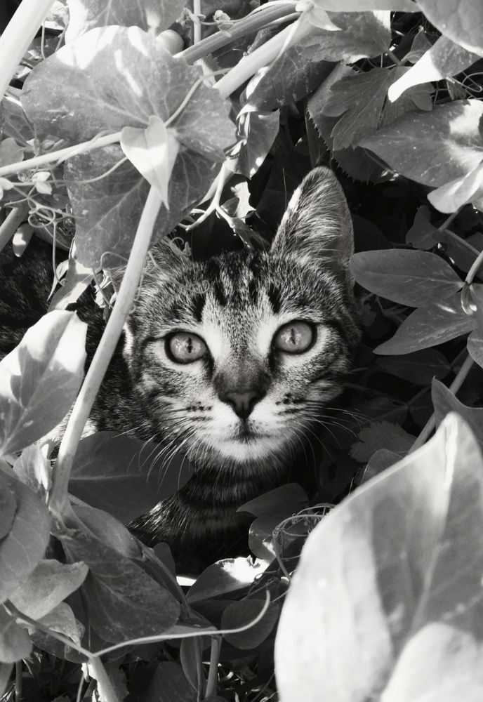 Photograph by Инна Лаца