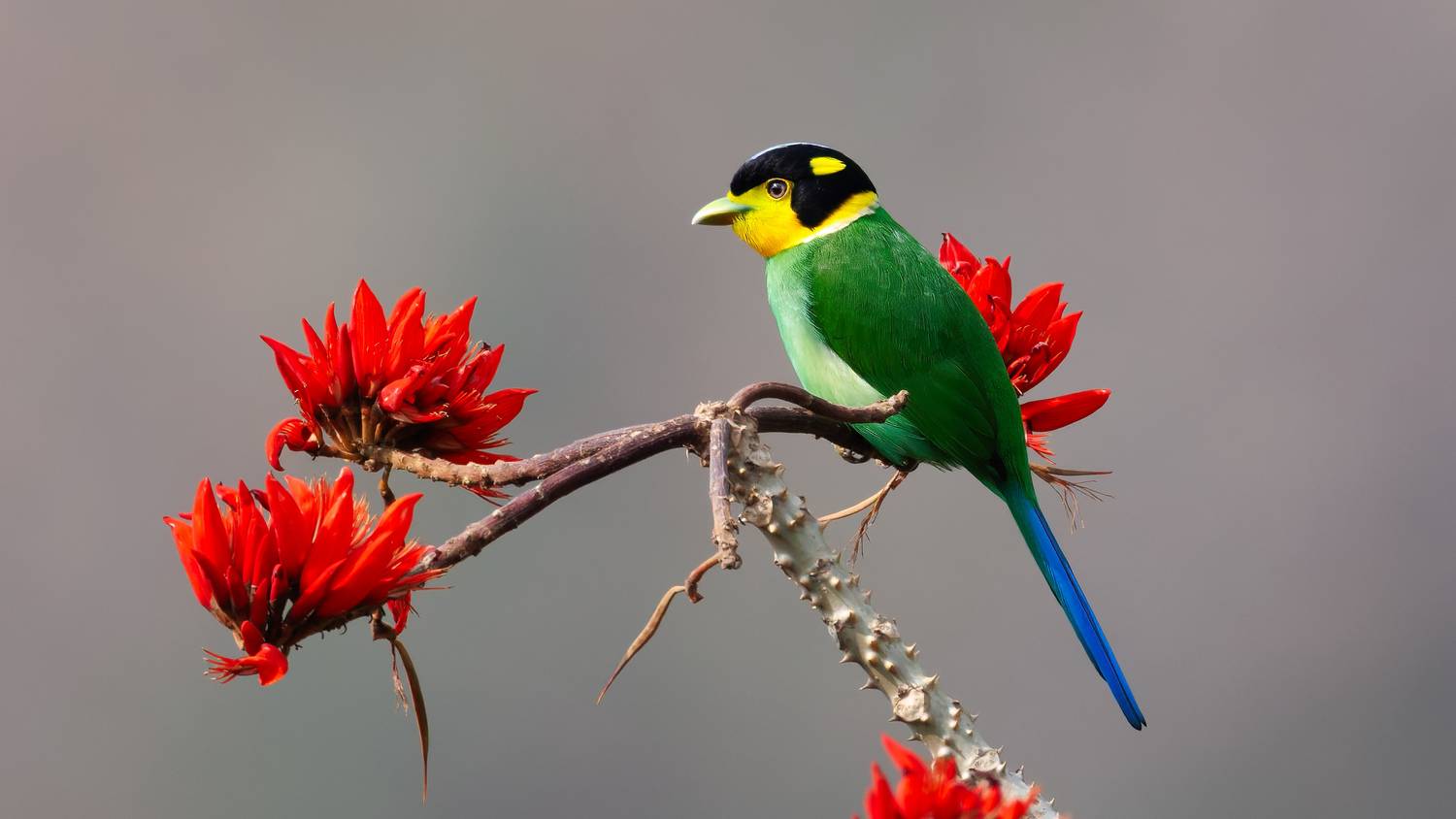 A Long Billed Broadbill eyeing the delicious coral flowers