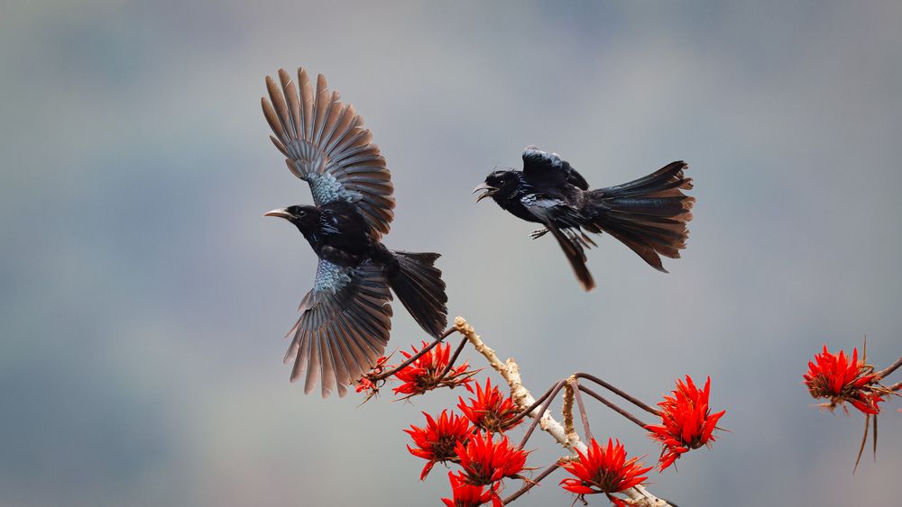 Thats my food! A pair of Hair Crested Drongos fighting!