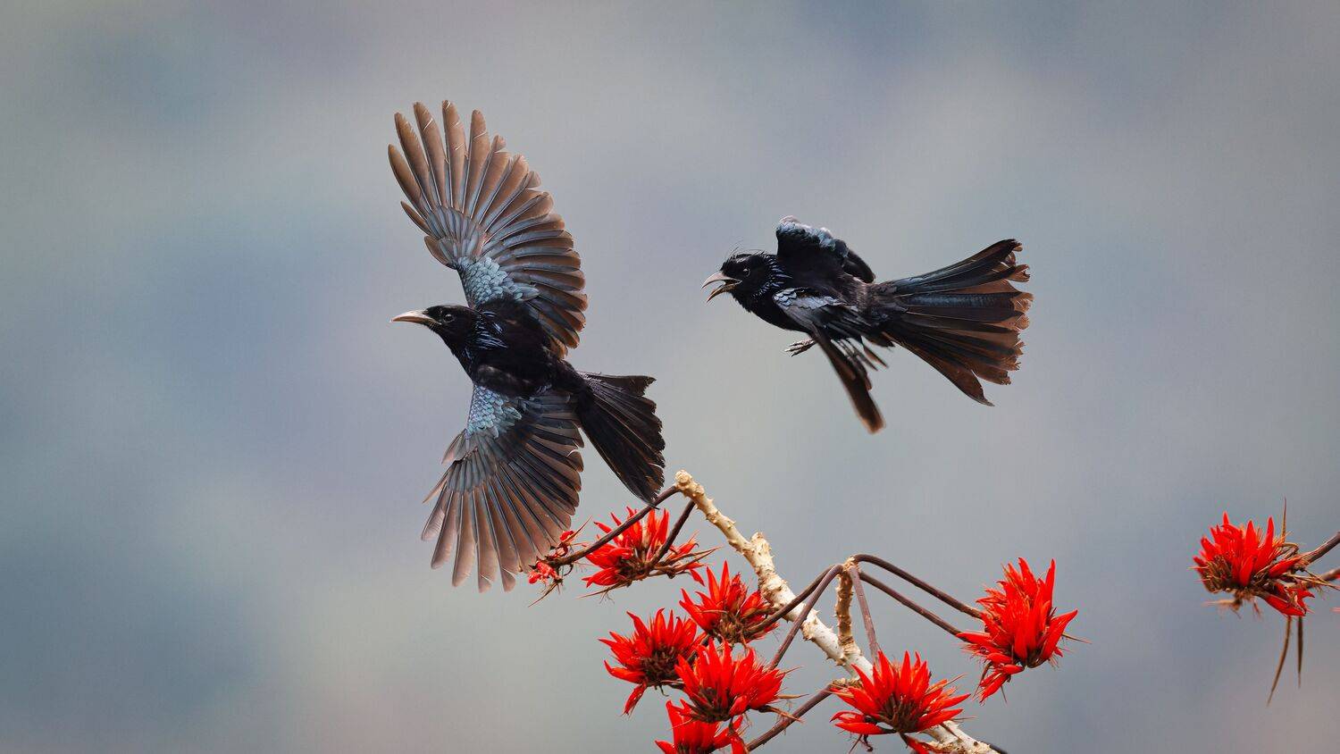 Thats my food! A pair of Hair Crested Drongos fighting!