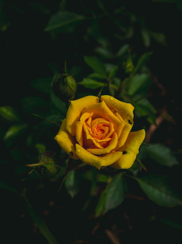 Photograph by Сергей Пыдык