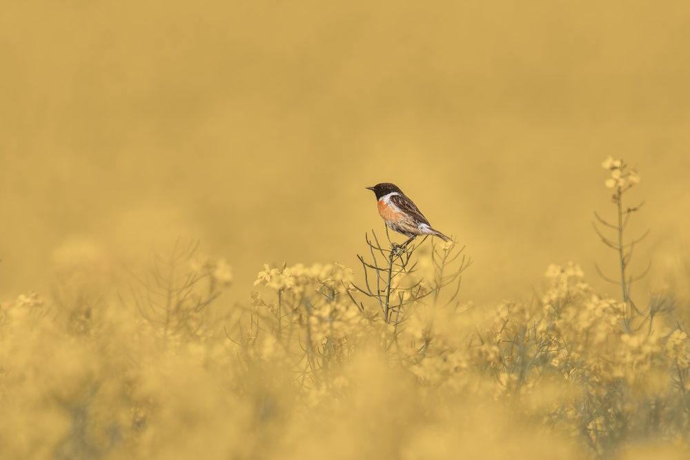 Photograph by Petra Navrátilová
