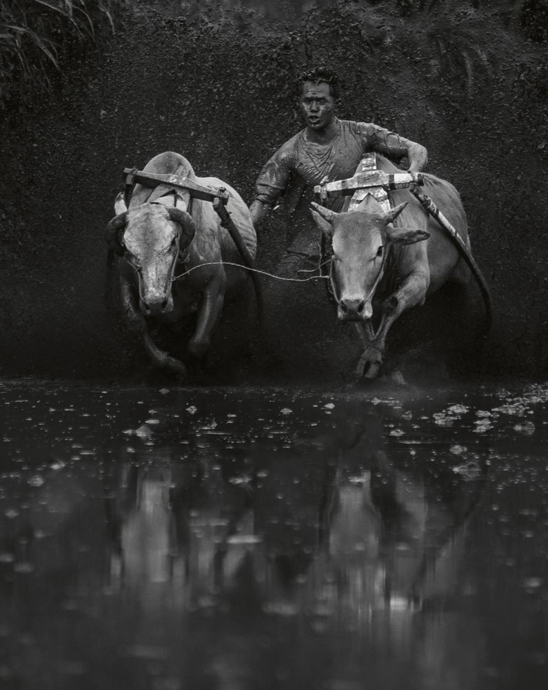 Pacu jawi