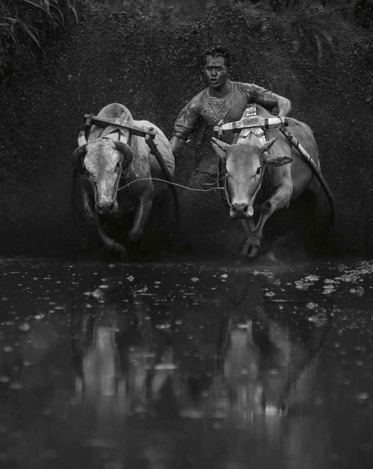 Pacu jawi
