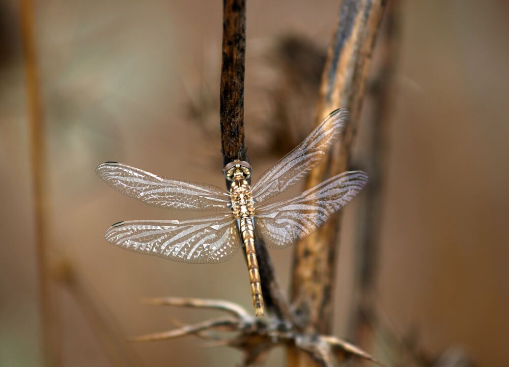 Photograph by Alexey Olkhovenko