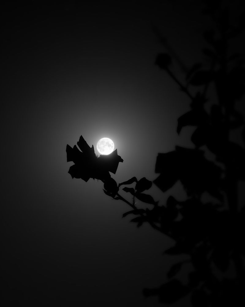 Photograph by Дмитрий Ткаченко