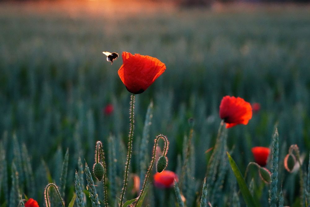 Photograph by Wymann Elena