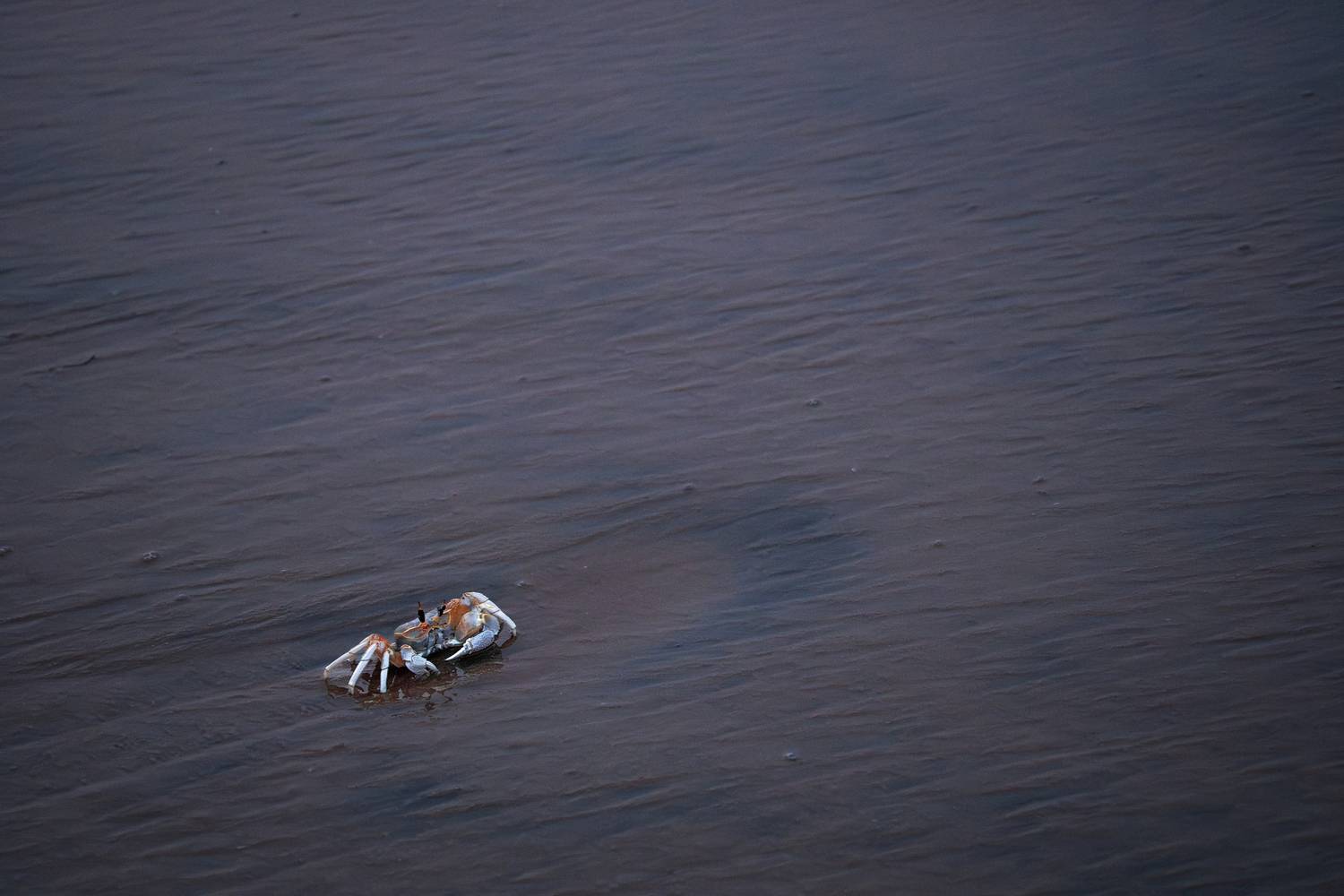 Photo #13667158