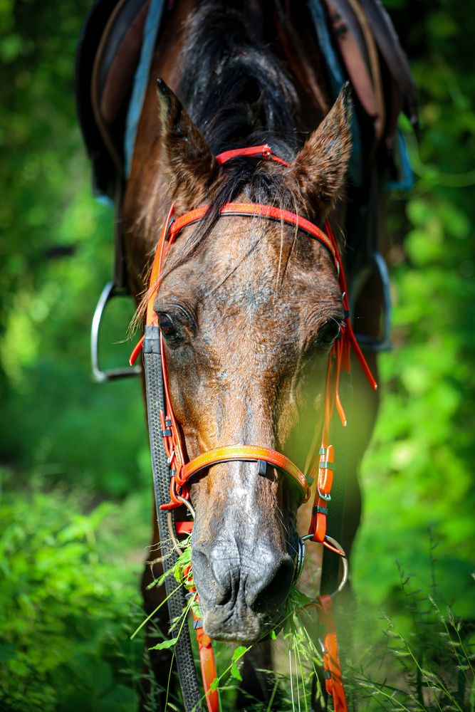 Photo #13667224