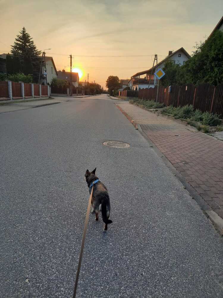 Last Walk of the Day