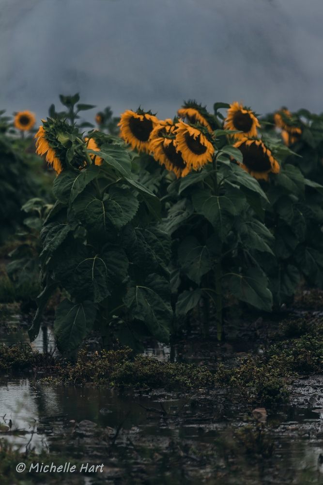 Photograph by Michelle Hart