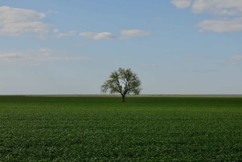 Single tree