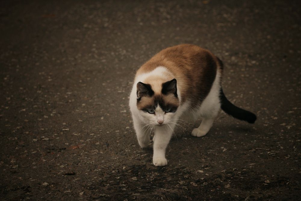 Photograph by Жереченко Юлия