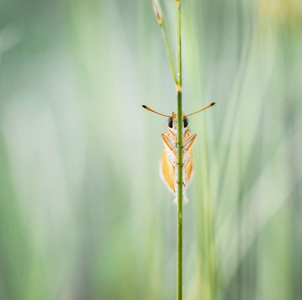 Photograph by Orsolya Eszter Nagy