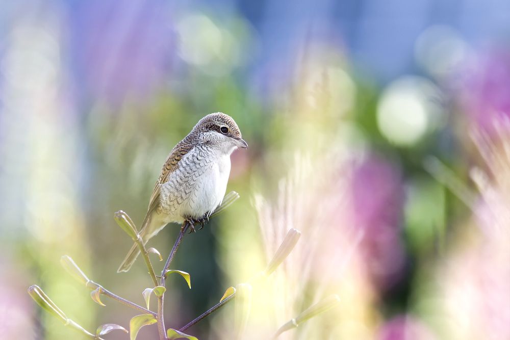 Photograph by Владимир Борисов