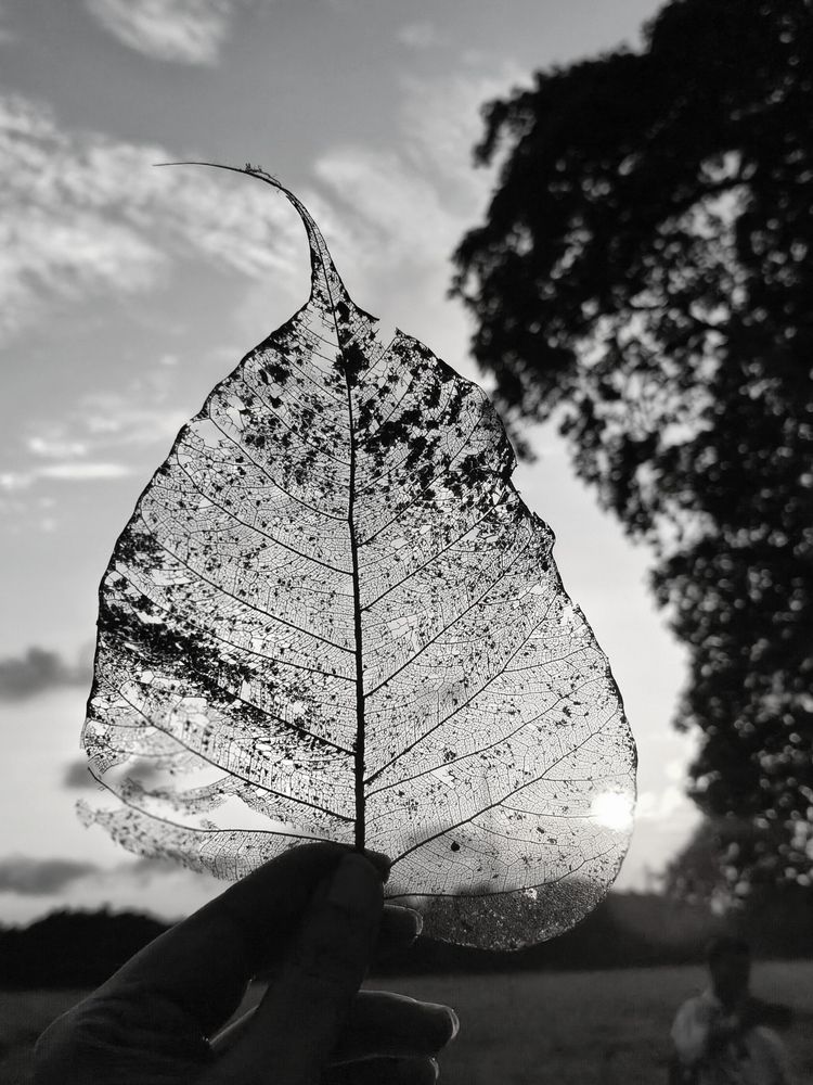 Nature at its own grace