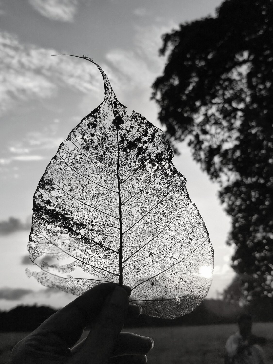 Nature at its own grace