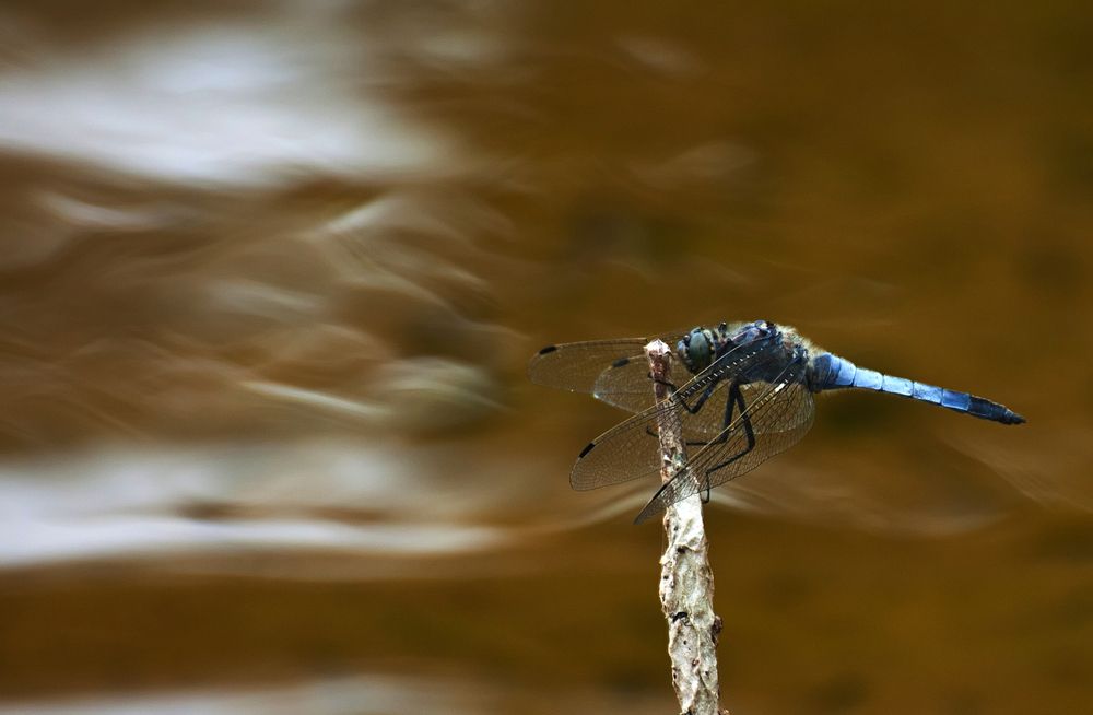 Photograph by Анна Акименко