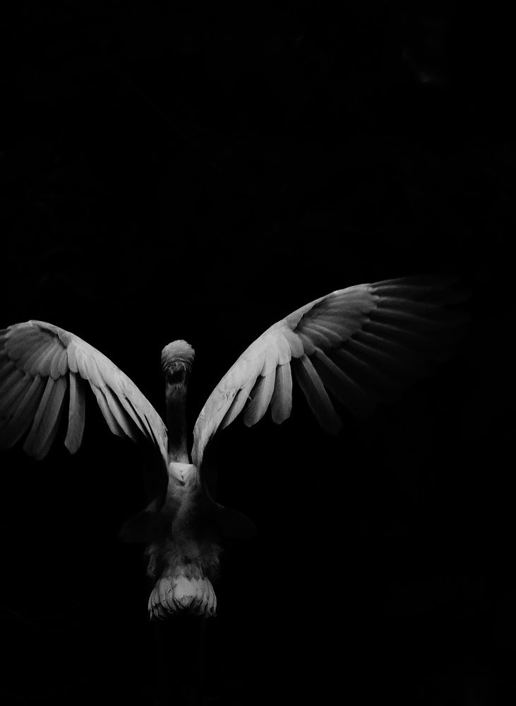 Photograph by OGAWA HITOMI