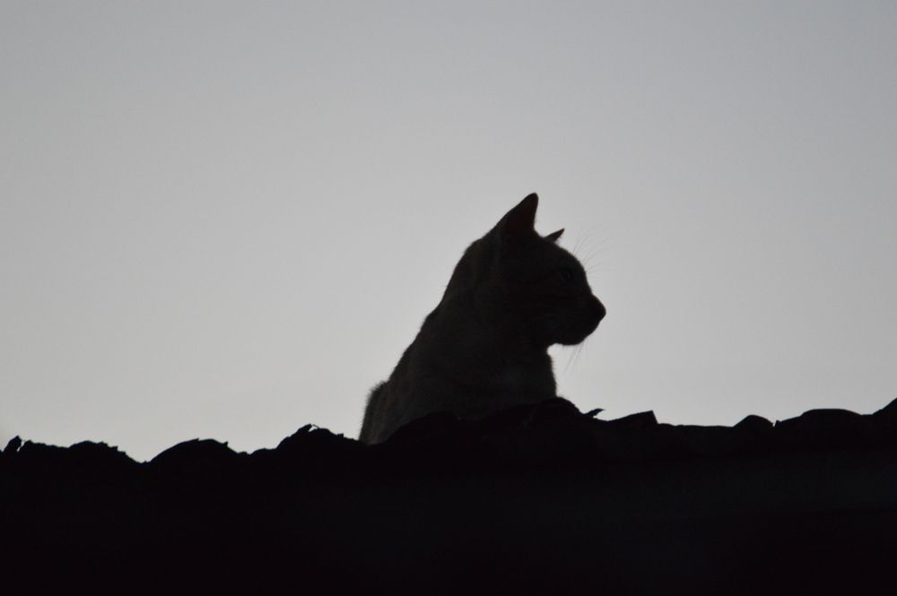 Photo #13668372