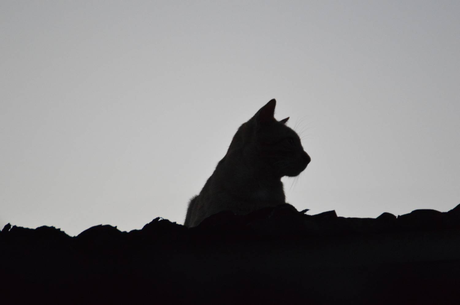 Photo #13668372
