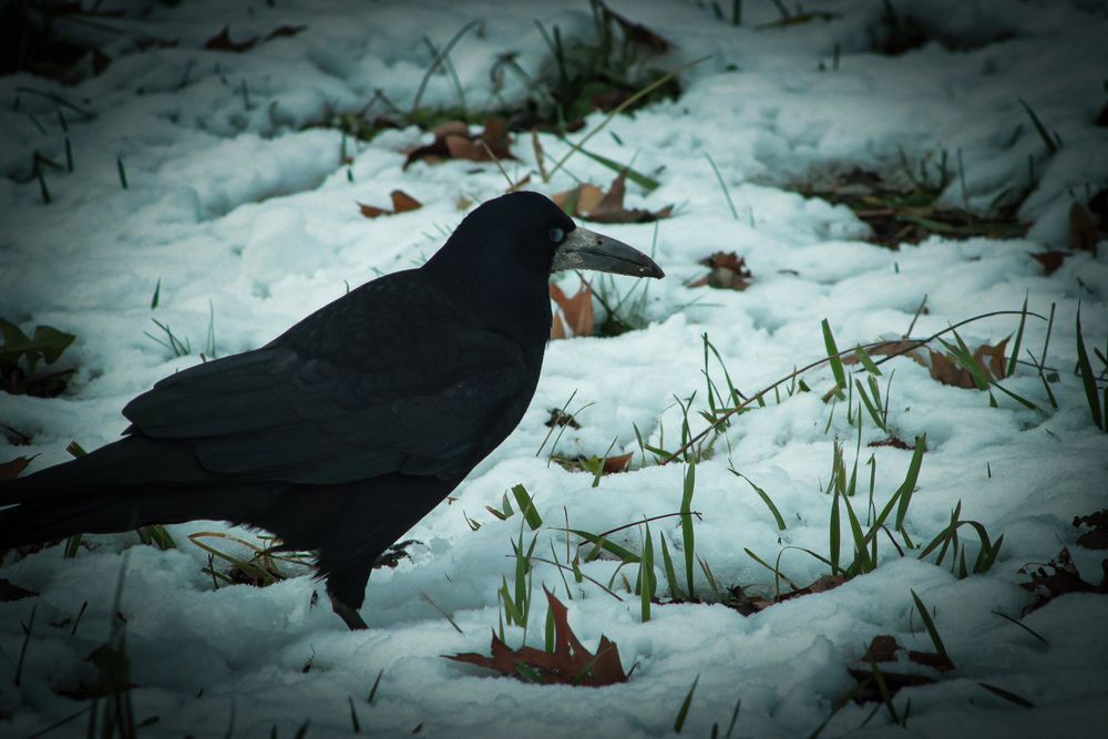 Crow