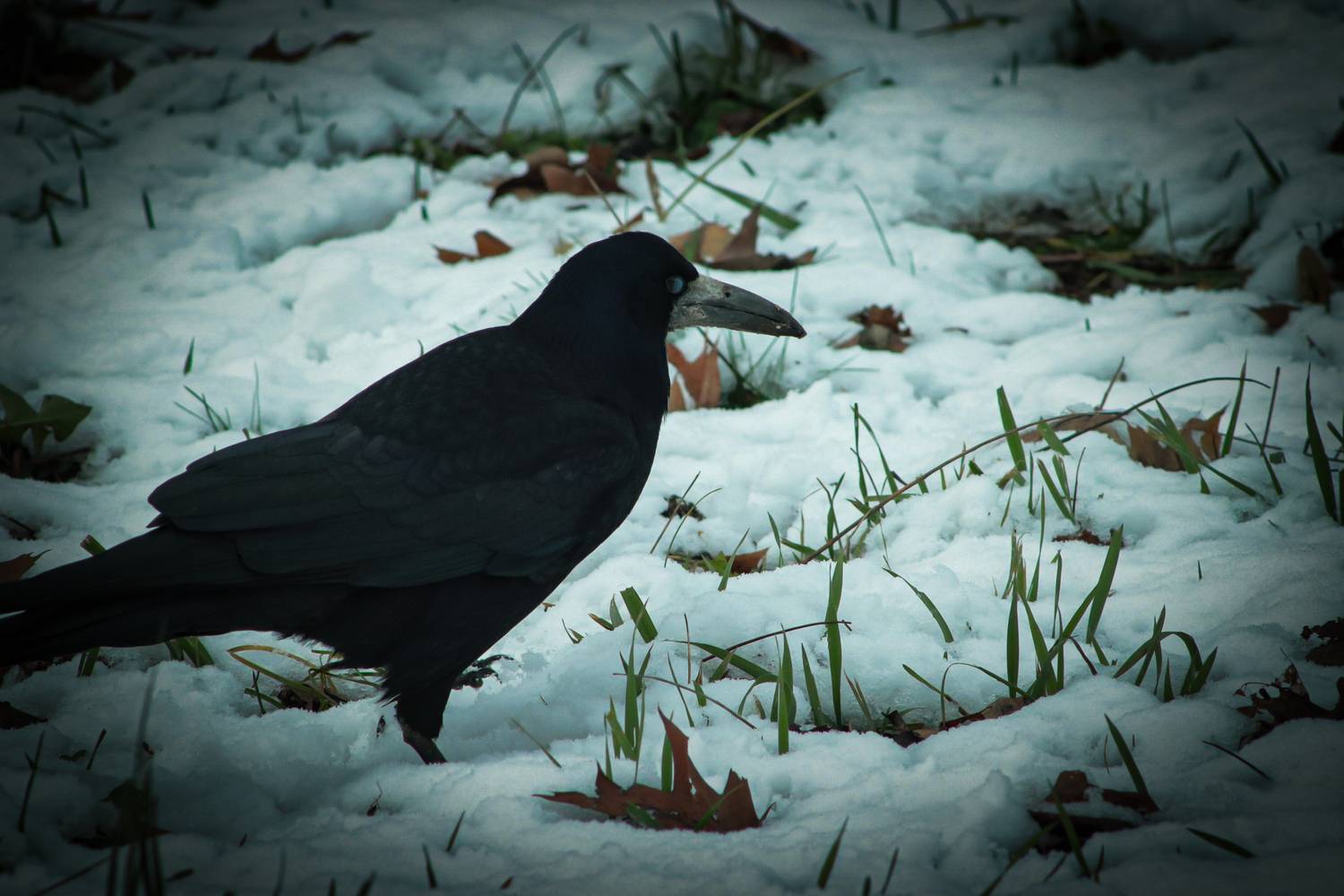 Crow