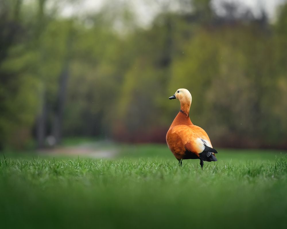 Photograph by Людмила Завьялова