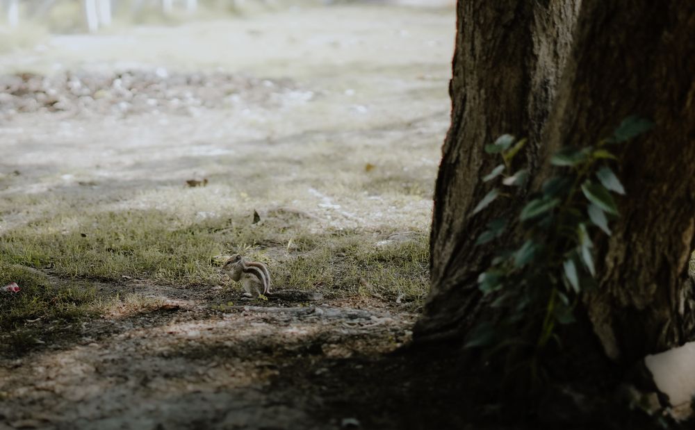 Squirrel on hunt