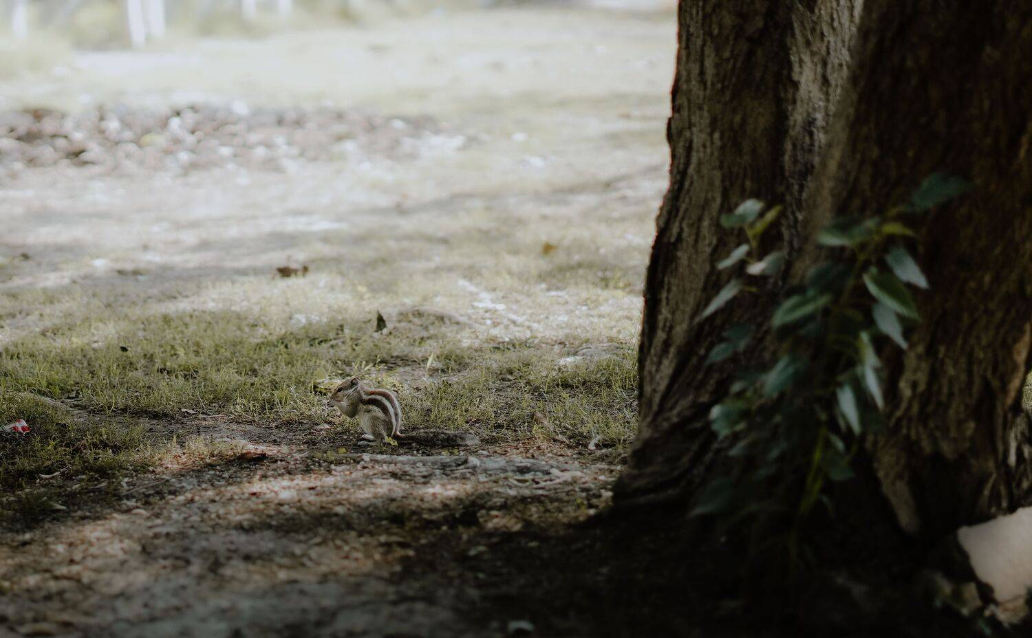 Squirrel on hunt
