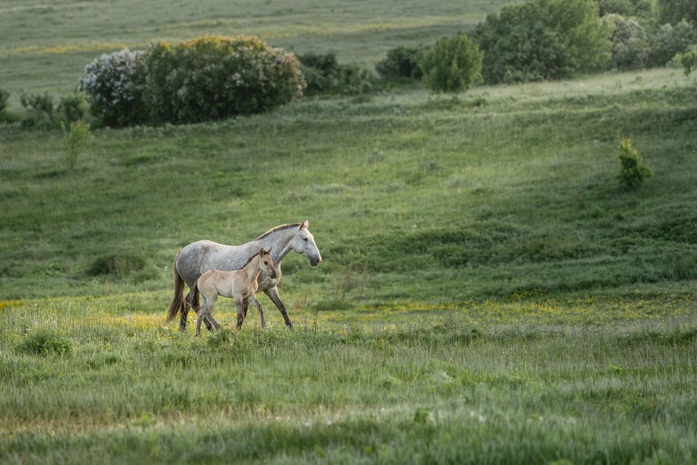 Photograph by Dina Damotseva