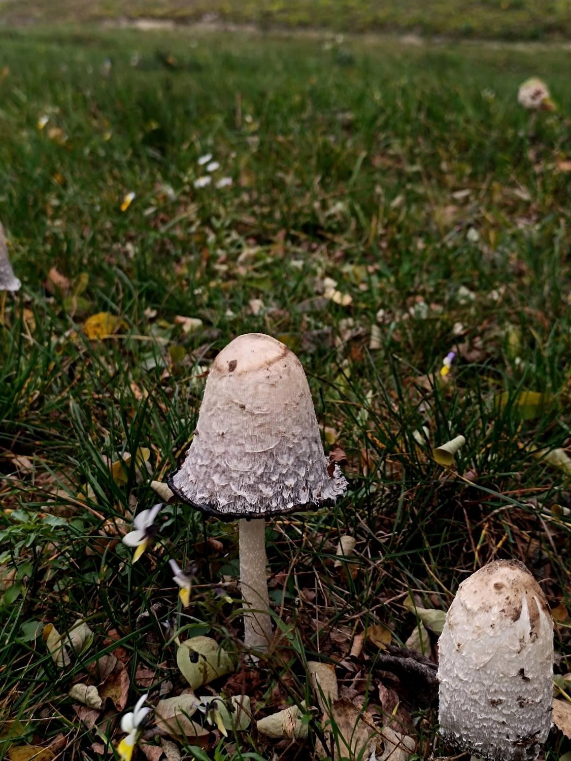 Photo #13668882