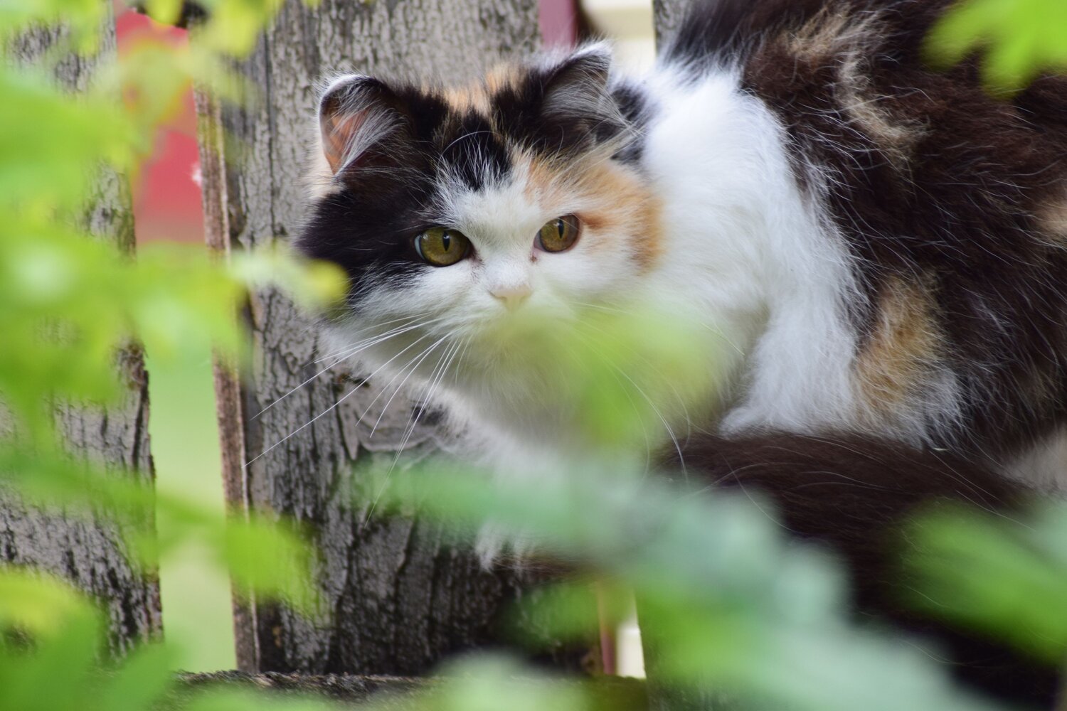 Photo #13669457