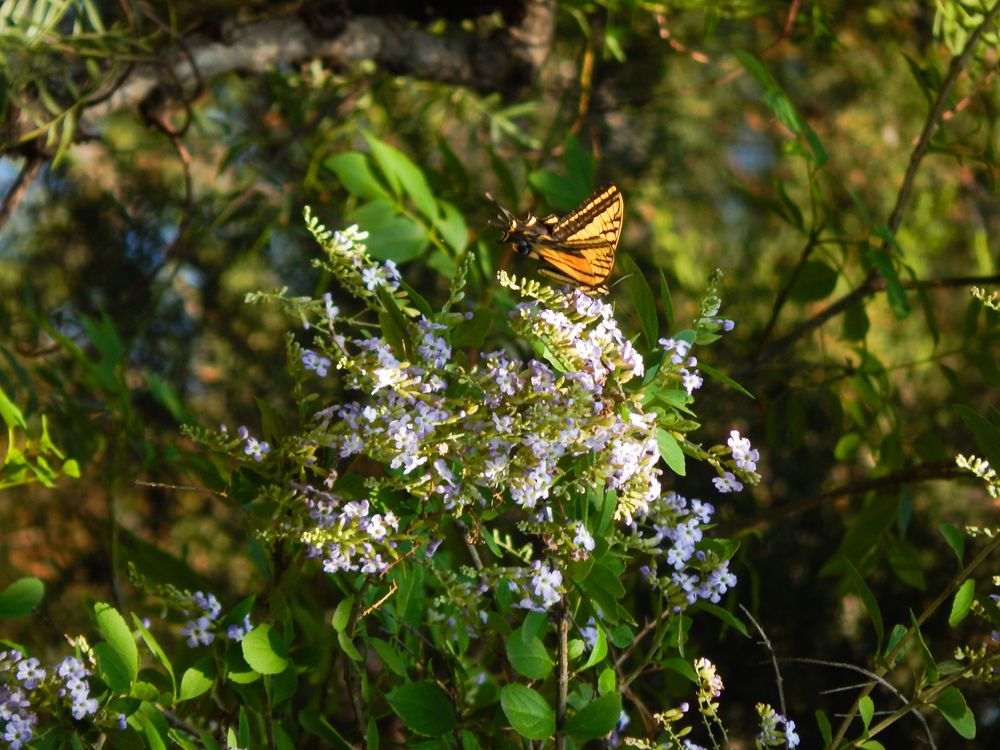 Mariposa sobre flores de lantana