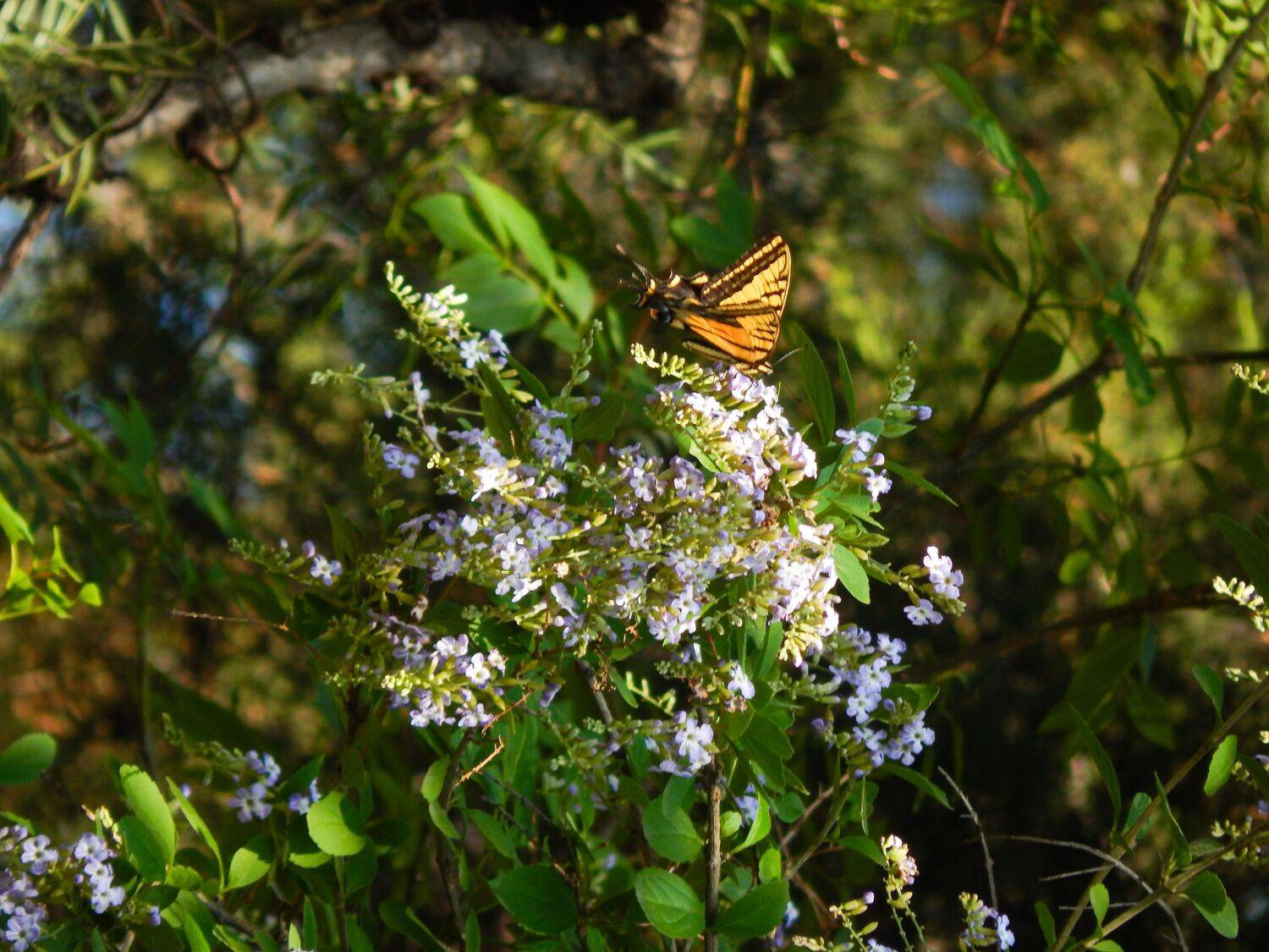 Mariposa sobre flores de lantana
