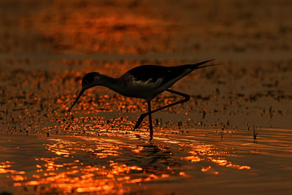 Photograph by Saumi Biswas