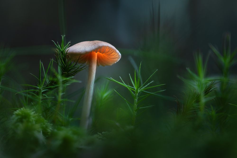 Photograph by guntis zebergs
