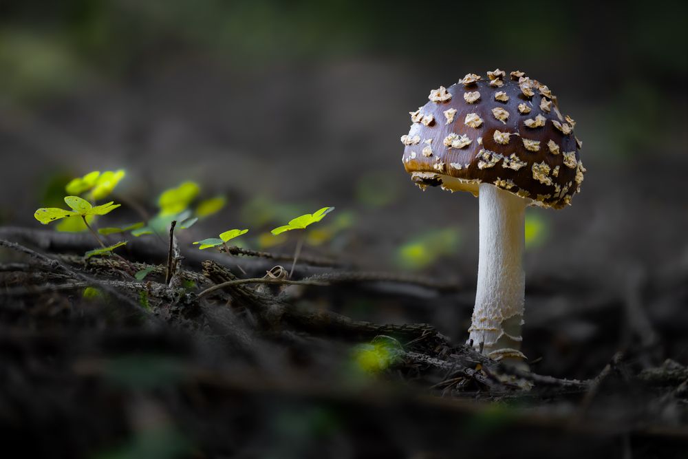 Photograph by guntis zebergs